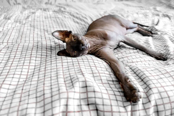 Grijze Canandiaanse Spynx Kat Zit Ontspannen Huisdieren Dieren — Stockfoto