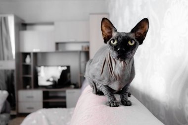 Gri Kanadalı casus kedi dinleniyor. Evcil hayvanlar ve hayvanlar için kopyalama alanı