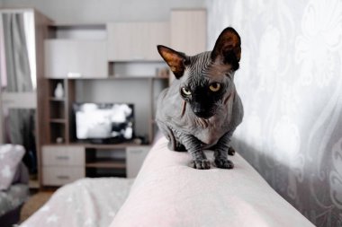 Gri Kanadalı casus kedi dinleniyor. Evcil hayvanlar ve hayvanlar için kopyalama alanı.