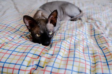 Gri Kanadalı casus kedi dinleniyor. Evcil hayvanlar ve hayvanlar için kopyalama alanı.