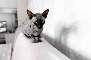 Gri Kanadalı casus kedi dinleniyor. Evcil hayvanlar ve hayvanlar için kopyalama alanı.