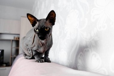 Gri Kanadalı casus kedi dinleniyor. Evcil hayvanlar ve hayvanlar için kopyalama alanı