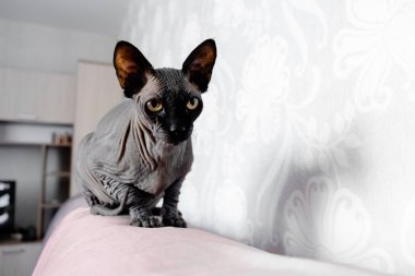 Gri Kanadalı casus kedi dinleniyor. Evcil hayvanlar ve hayvanlar için kopyalama alanı.
