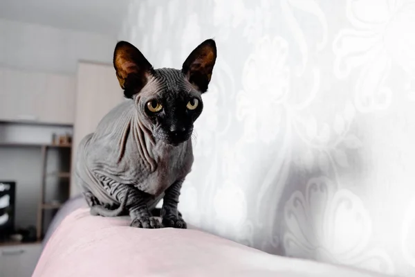 Gri Kanadalı casus kedi dinleniyor. Evcil hayvanlar ve hayvanlar için kopyalama alanı.