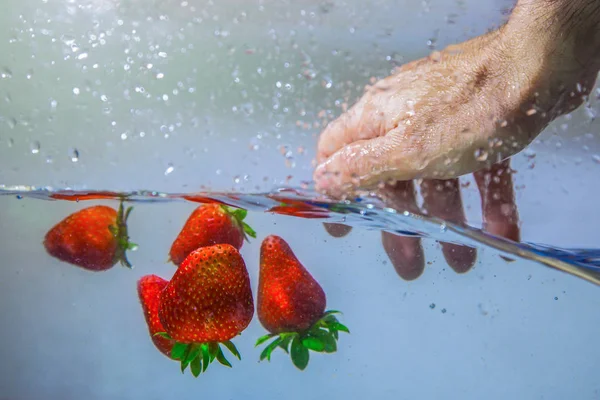 Strawberries in water while a hand washes them. washing the fruit before eating is important. Red strawberries while they are washed