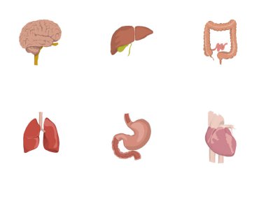 İnsan organları, kalp, beyin, karaciğer, bağırsak, mide, akciğer simgeleri Illustration. grafik simgeler adları ile insan organları. kalp, beyin, karaciğer, bağırsak, mide, akciğer