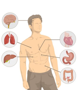 Illustration of shirtless man with the main organs of the human body, heart, brain, liver, intestine, stomach, lungs clipart