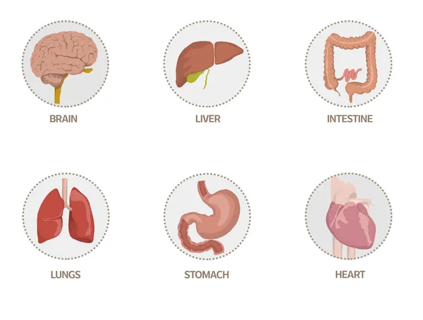 Illustration of icons of human organs, heart, brain, liver, intestine, stomach, lungs. graphic icons of human organs with their names. heart, brain, liver, intestine, stomach, lungs