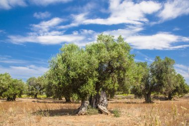 Olive grove güneşli gökyüzü ve bulutlar Apulia İtalya: Salento şehir dışında. Zeytin ağaçları deniz kenarında: Salento kırsalında. Xilella ağaçları öldürüyor bir sorundur