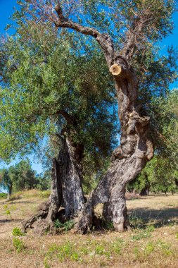 Salento kırsalında xylella ile enfekte dalları ile Zeytin ağaçları. Sıcak güneşli bir günde Puglia kırsalında yaz aylarında Zeytin ağaçları