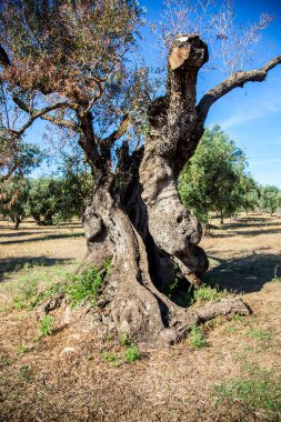 Salento kırsalında xylella ile enfekte dalları ile Zeytin ağaçları. Sıcak güneşli bir günde Puglia kırsalında yaz aylarında Zeytin ağaçları