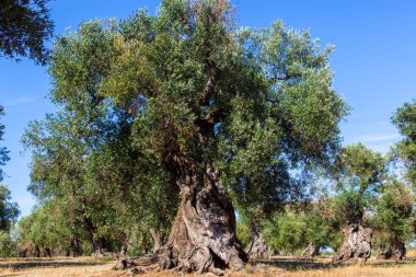 Salento kırsalında xylella ile enfekte dalları ile Zeytin ağaçları. Sıcak güneşli bir günde Puglia kırsalında yaz aylarında Zeytin ağaçları