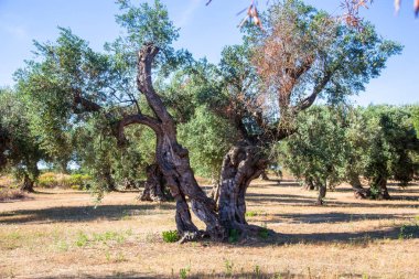 Salento kırsalında xylella ile enfekte dalları ile Zeytin ağaçları. Sıcak güneşli bir günde Puglia kırsalında yaz aylarında Zeytin ağaçları