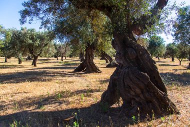 Salento kırsalında xylella ile enfekte dalları ile Zeytin ağaçları. Sıcak güneşli bir günde Puglia kırsalında yaz aylarında Zeytin ağaçları