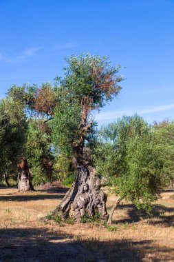 Salento kırsalında xylella ile enfekte dalları ile Zeytin ağaçları. Sıcak güneşli bir günde Puglia kırsalında yaz aylarında Zeytin ağaçları