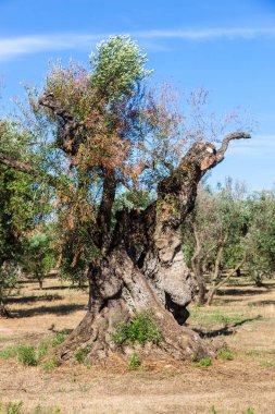 Salento kırsalında xylella ile enfekte dalları ile Zeytin ağaçları. Sıcak güneşli bir günde Puglia kırsalında yaz aylarında Zeytin ağaçları