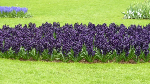 Growing Purple Flowers Green Grass Grows All — Stock Photo, Image