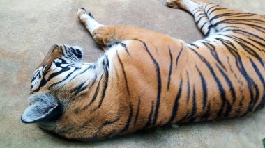 Çizgili kaplan yerde yatıyor..