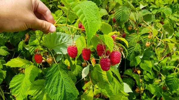 라즈베리 꼬챙이를 있어요 — 스톡 사진