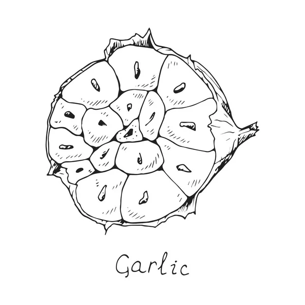 Knoblauchkopf Mit Schale Halbieren Würzige Würze Handgezeichnete Tuschskizze — Stockvektor