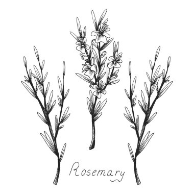 Rosemary. Sprig of plant with leaves and flowers. Fragrant Italian seasoning for food. Black and white hand-drawn ink sketch in the old vintage style. clipart