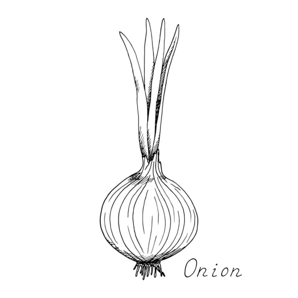 Cebolla Con Ramitas Ilustración Botánica Vintage Tinta — Vector de stock