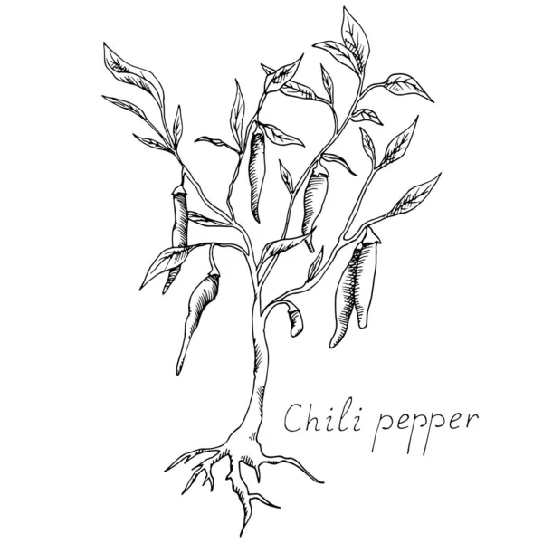 Acı kırmızı biber. Meksika geleneksel baharatı. Lezzetli baharat. Yaprakları ve kökleri olan bir bitki. Elle çizilmiş mürekkep çizimi.