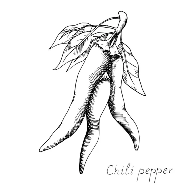 Bir demet yapraklı acı biber. Meksika geleneksel baharatı. Lezzetli baharat. Elle çizilmiş mürekkep çizimi.