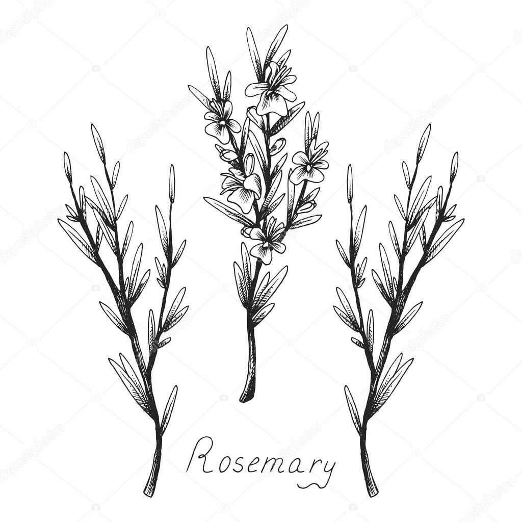 Rosemary. Sprig of plant with leaves and flowers. Fragrant Italian seasoning for food. Black and white hand-drawn ink sketch in the old vintage style.