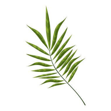 Yeşil bir tropikal ormanda yetişen bir palmiye yaprağı. İzole illüstrasyon