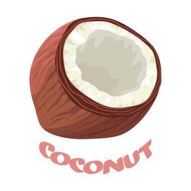 Olgun hindistan cevizi. Tropik meyve. Ormandaki fındık. Beyaz sulu hamurlu hindistan cevizi. İzole illüstrasyon