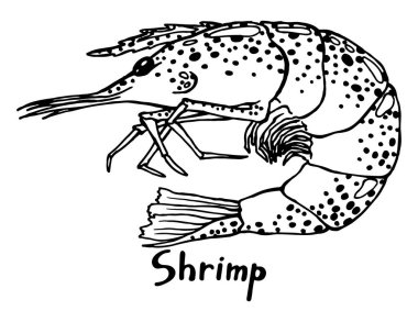 Beyaz arkaplanda karidesin grafik vektör çizimi