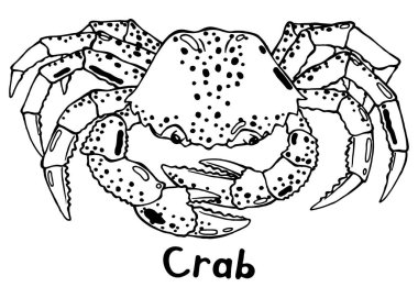 Beyaz arkaplanda yengeç hayvanının grafik vektör çizimi