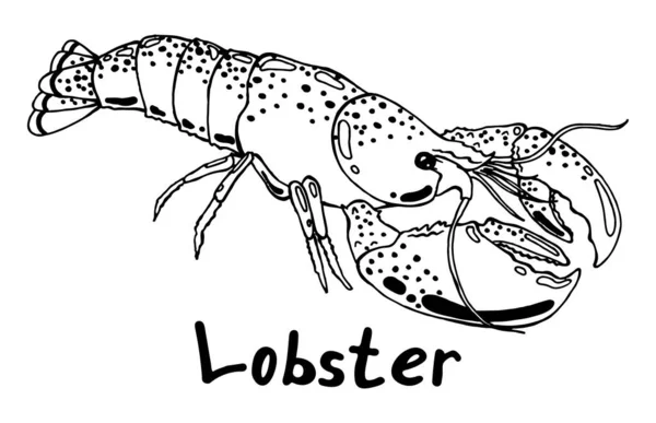 Graficzny Wektor Ilustracji Homara Białym Tle — Wektor stockowy