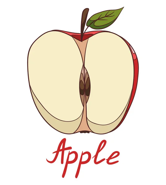 Rouge Mûr Moitié Une Pomme Avec Feuille Verte Illustration Isolée — Image vectorielle