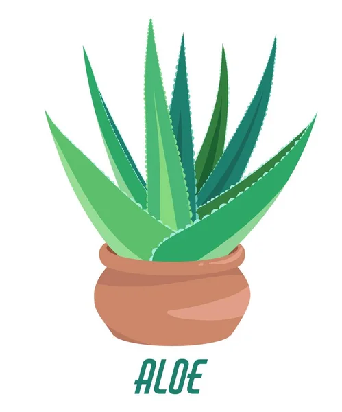 Hemträdgård Aloe Vera Suckulent Söta Krukväxter Naturen Isolerad Tecknad Illustration — Stock vektor