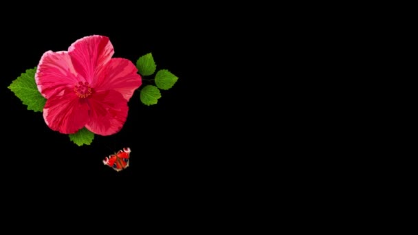 Background Hibiscus Flower Butterflies Modern Design Summer Projects Animation — Stock Video