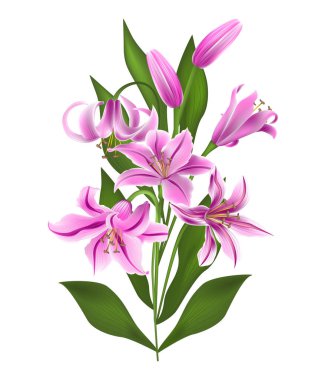 Pembe zambak Beyaz arka plan üzerinde izole. Vektör illüstrasyon. Eps 10