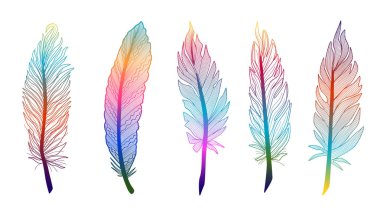 Soyut tüy ayarlayın. Vektör çizim. EPS 10.