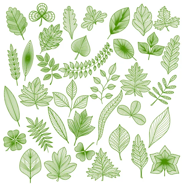 Set Green Leaf Vector Illustration Eps — Stock Vector