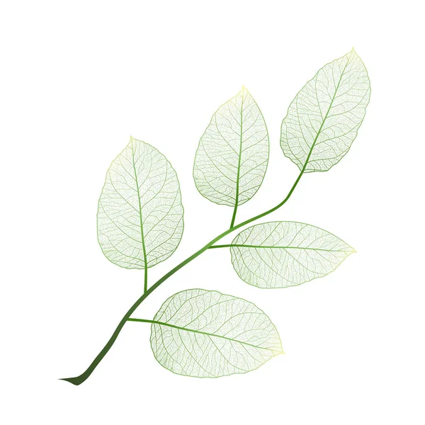 Leaf Isolerade Vektor Illustration Eps — Stock vektor