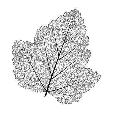 Yaprak izole. Vektör çizim. EPS 10
