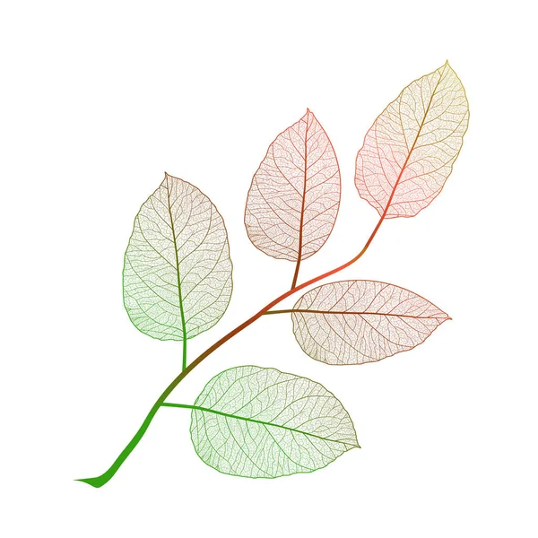 Leaf Isolerade Vektor Illustration Eps — Stock vektor