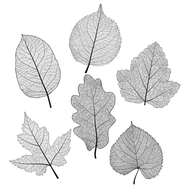 Définir Les Feuilles Noir Sur Blanc Illustration Vectorielle Spe — Image vectorielle