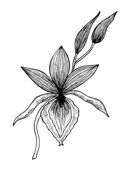 Orchidée Fleur Isolé Sur Fond Blanc Illustration Vectorielle Eps — Image vectorielle