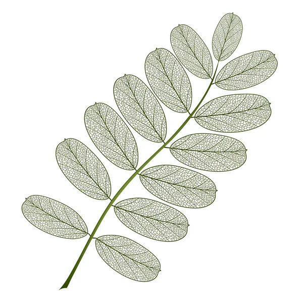 Leaf Isolerade Vektor Illustration Eps — Stock vektor