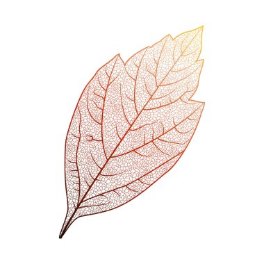 Yaprak izole. Vektör çizim. EPS 10