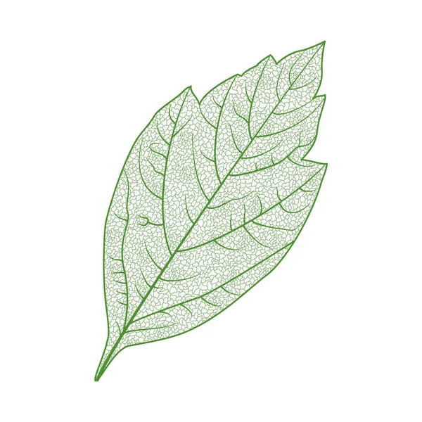 Leaf Isolerade Vektor Illustration Eps — Stock vektor