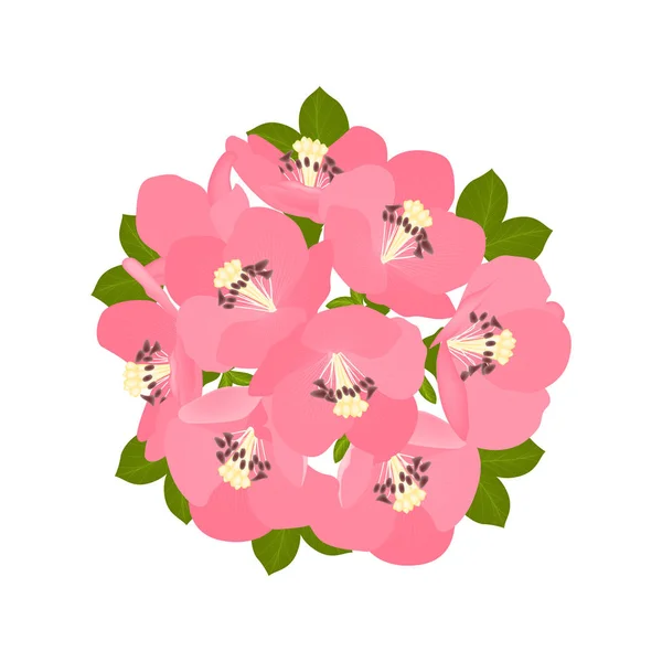 Coing Fleur Isolée Sur Fond Blanc Illustration Vectorielle Spe — Image vectorielle