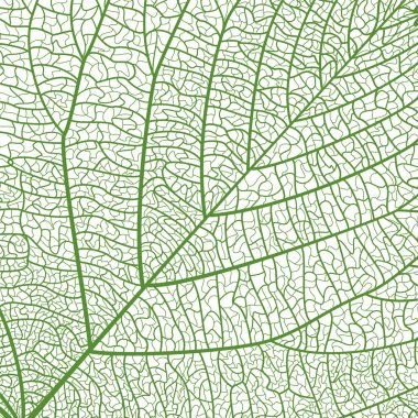 Background texture leaf. Vector illustration. EPS 10 clipart